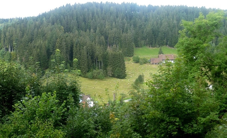 Un año en los&nbsp;bosques