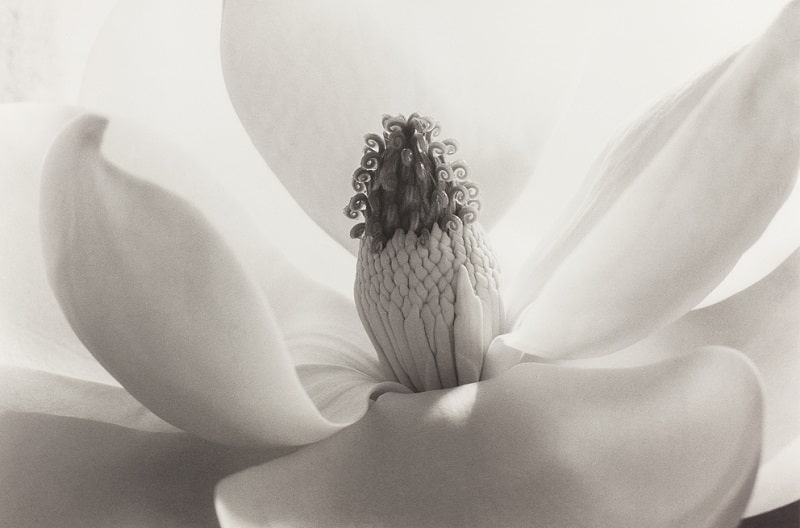 La fotografía de Imogen Cunningham protagoniza la nueva exposición temporal del Museo Carmen Thyssen&nbsp;Málaga